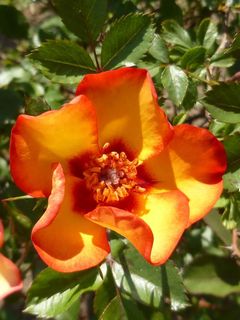 玫瑰，花，春天，橙，五月