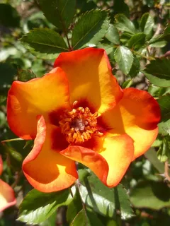 玫瑰,花,春天,橙,五月 玫瑰,花,春天,橙,五月