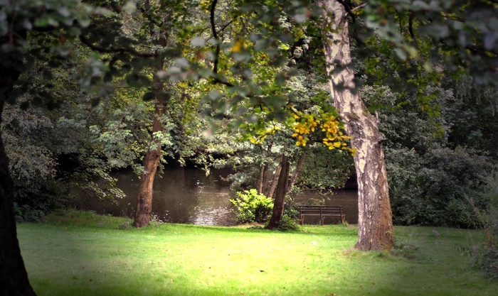 树木，雨，水，有机，农业，户外