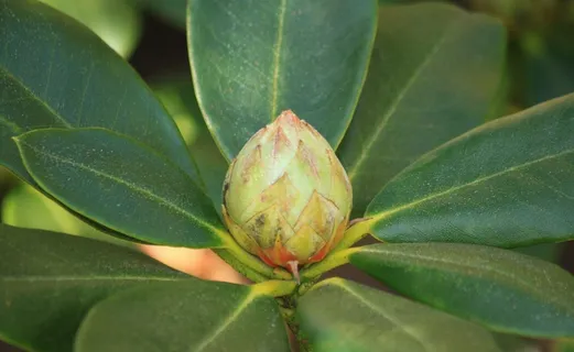 杜鹃花,芽,植物,开花,盛开,花序 杜鹃花,芽,植物,开花,盛开,花序