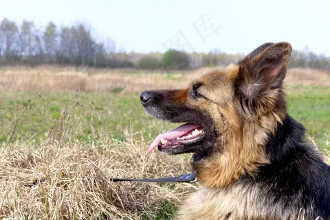 狗,动物,毛皮,大衣,德国牧羊犬,犬齿,草地 狗,动物,毛皮,大衣,德国牧羊犬,犬齿,草地