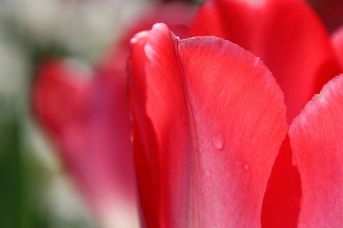 郁金香，下降，宏，花，春天，红色