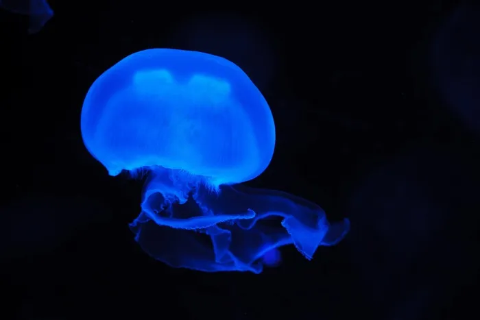 管水母目动物,深海水母,水母,箱水母,荧光壁纸,黑色背景上的水母