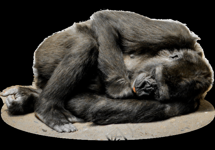 Png，隔离，大猩猩，猴子，脸，动物园，哺乳动物