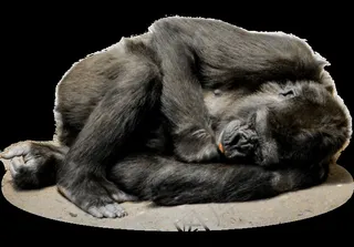 Png，隔离，大猩猩，猴子，脸，动物园，哺乳动物