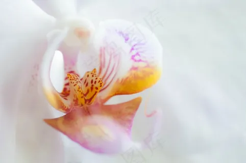 兰花,花,开花,厂,白 兰花,花,开花,厂,白