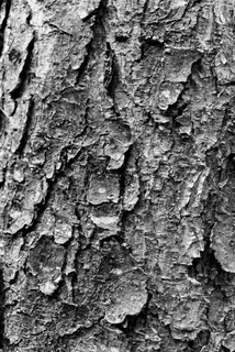 树,树干,纹理,树皮,黑色和白色 树,树干,纹理,树皮,黑色和白色