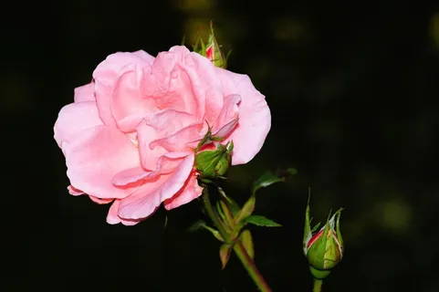 玫瑰，开花，玫瑰绽放，粉红色，美，自然