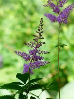 Prachtspiere,Astilbe,植物,紫色,花 Prachtspiere,Astilbe,植物,紫色,花