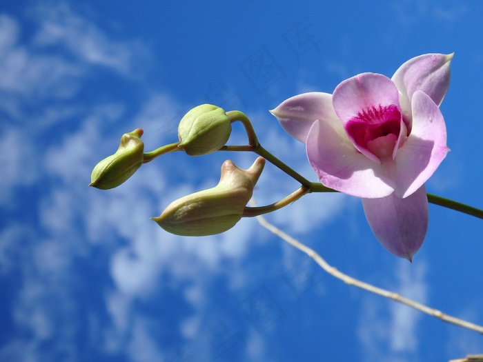 兰花，紫色，天空，花，性质，热带，开花