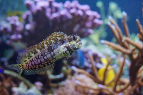 鱼,珊瑚,海底世界,水,潜水,海洋 鱼,珊瑚,海底世界,水,潜水,海洋