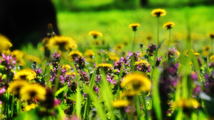 春天，花草草甸，光