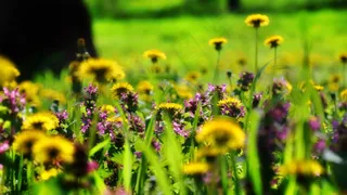 春天，花草草甸，光