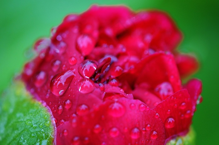 牡丹，雨，滴灌，雨滴，性质，宏，串珠