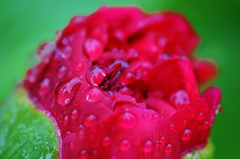 牡丹，雨，滴灌，雨滴，性质，宏，串珠