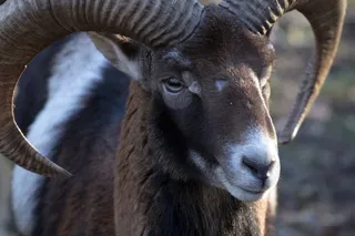 摩ri座，野生，动物