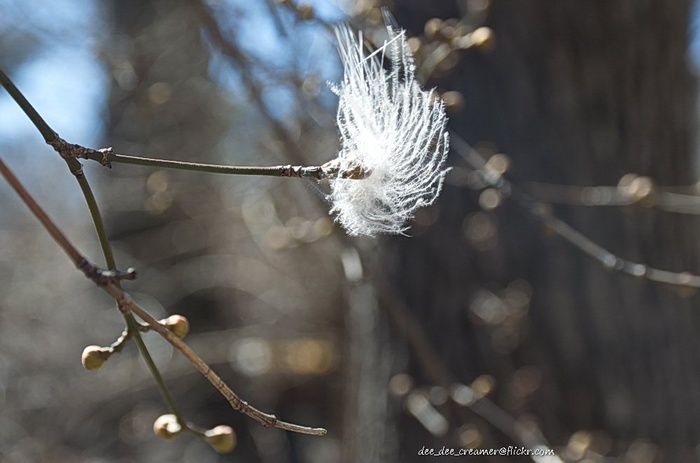褪色柳,羊胡子草,蓟花,松萝,银柳,大风天