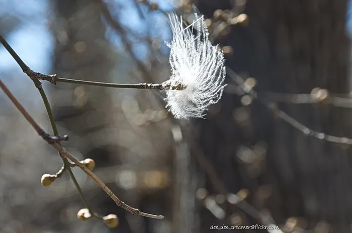 褪色柳,羊胡子草,蓟花,松萝,银柳,大风天