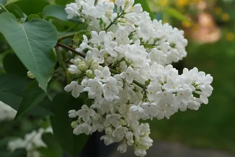 丁香,白,白丁香,开花,性质 丁香,白,白丁香,开花,性质