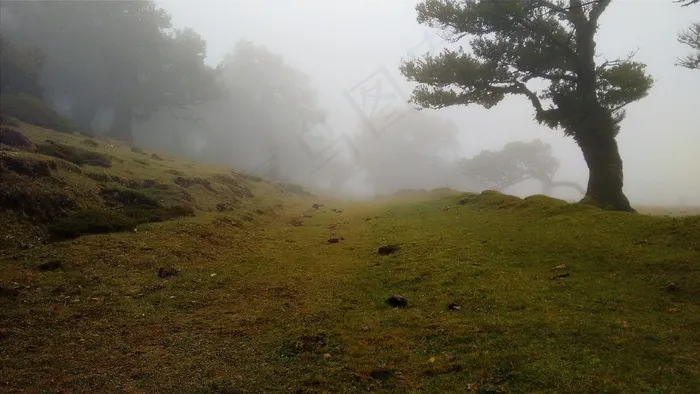 this is grexit,云雾,山峦,雨雾,树,山雾树木性质