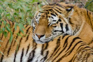 老虎，睡觉，大猫，猫科动物，野生动物，自然