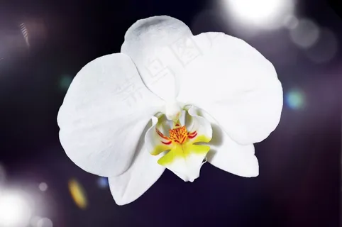 兰花,花,开花,白,植物,关闭 兰花,花,开花,白,植物,关闭