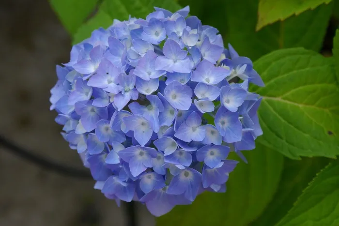 绣球花，花，性质，花园，蓝色，鲜花，盛开
