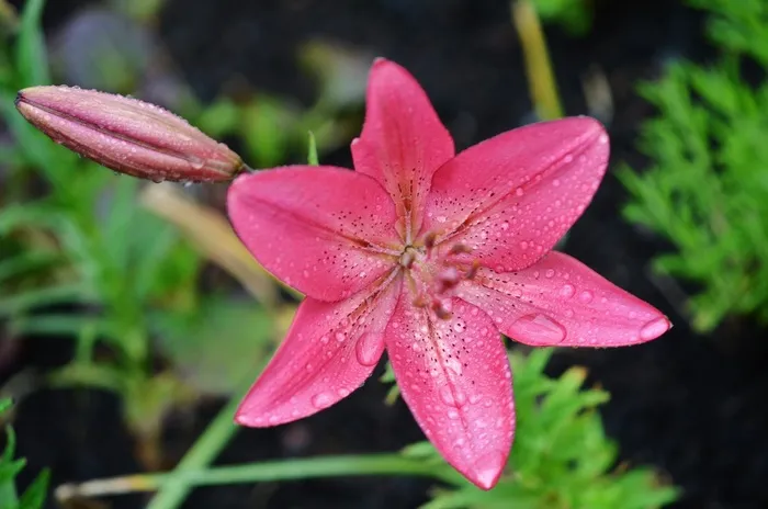 百合，花，花的，自然，百合，春天，植物