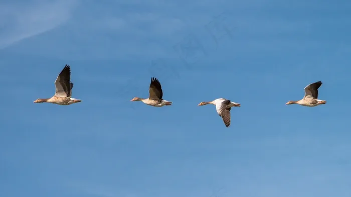 鹅，飞，群鸟，团队，系列，顺序，翼