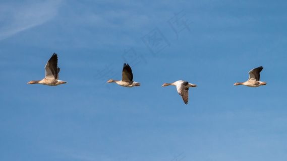 鹅，飞，群鸟，团队，系列，顺序，翼