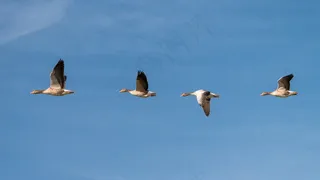 鹅，飞，群鸟，团队，系列，顺序，翼