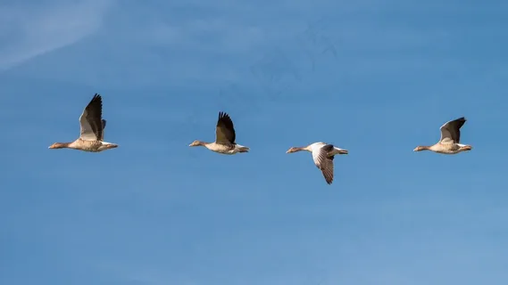 鹅,飞,群鸟,团队,系列,顺序,翼 鹅,飞,群鸟,团队,系列,顺序,翼