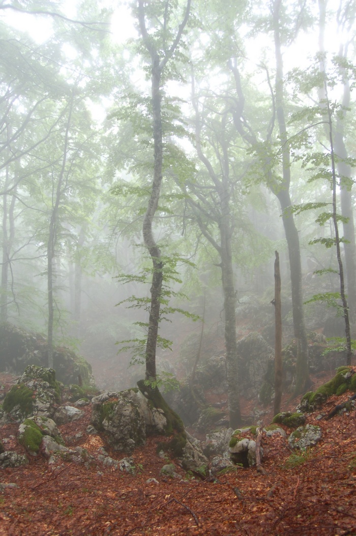 森林，大自然，树木，景观，雾，旅行