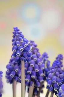 葡萄风信子，穆斯卡里，开花，春天，盛开