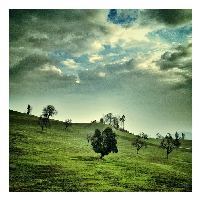 树，大自然，天空，瑞士