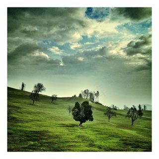 树，大自然，天空，瑞士