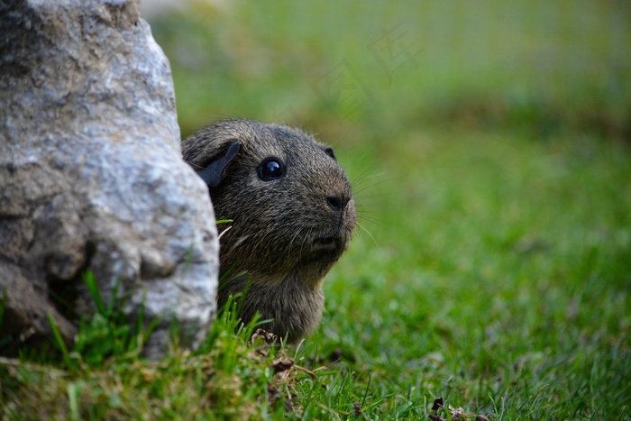 豚鼠，啮齿动物，动物，光滑的头发，Lemonagouti