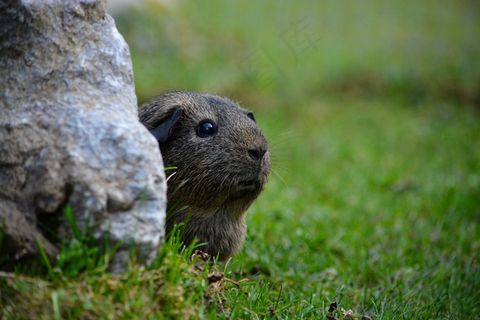 豚鼠，啮齿动物，动物，光滑的头发，Lemonagouti