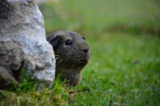 豚鼠，啮齿动物，动物，光滑的头发，Lemonagouti