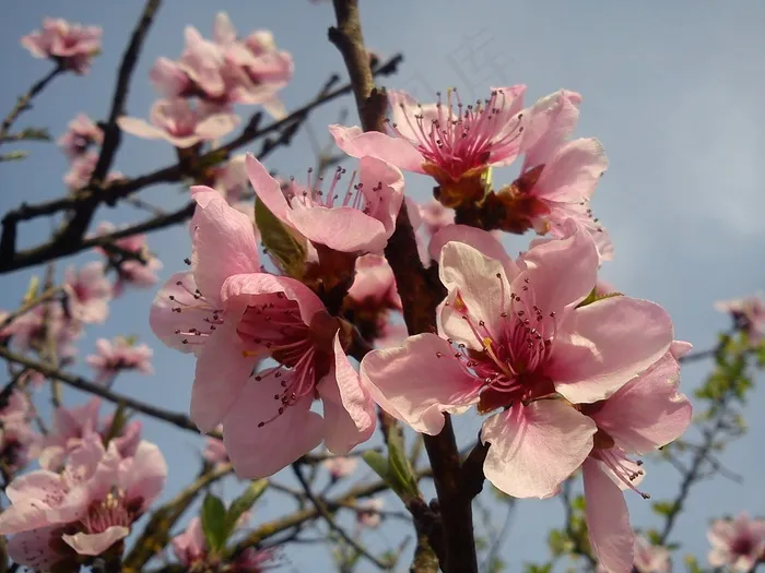 樱花，春天，鲜花，粉红色，关闭