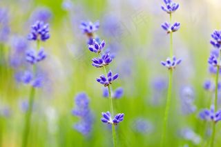 背景，盛开，关闭，植物区系，花的，花，模糊