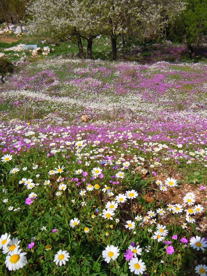 鲜花，科孚岛，春天，波斯，地中海，希腊
