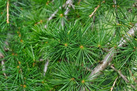 雪松，雪松分支，枝杈，针，针叶树，树