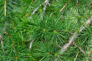 雪松，雪松分支，枝杈，针，针叶树，树