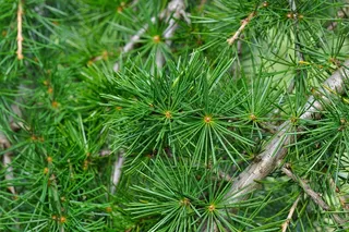 雪松，雪松分支，枝杈，针，针叶树，树