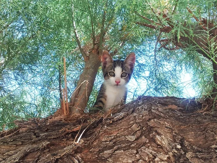 猫，小猫，可爱，小猫，猫，凯蒂，猫的，树