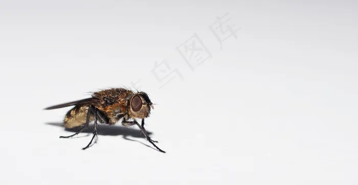 飞，宏，关闭，头发，金，可爱，昆虫，阴影