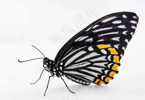 蝴蝶,昆虫 蝴蝶,昆虫