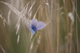 蝴蝶，常见的蓝色，谷物，草，常见的布莱灵