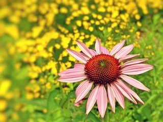 花，自然，夏天，绿色，花的，盛开